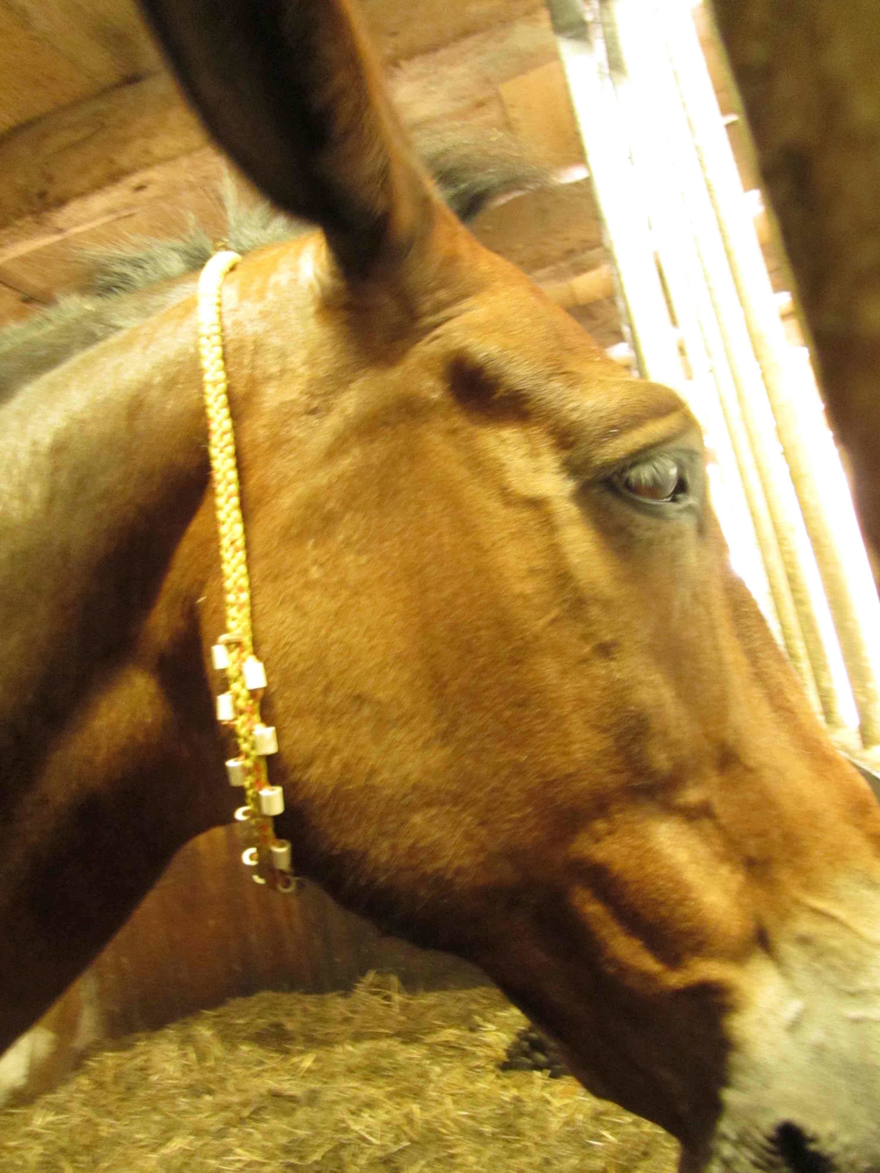 Mule à Ballenberg portant un collier de perles de céramique