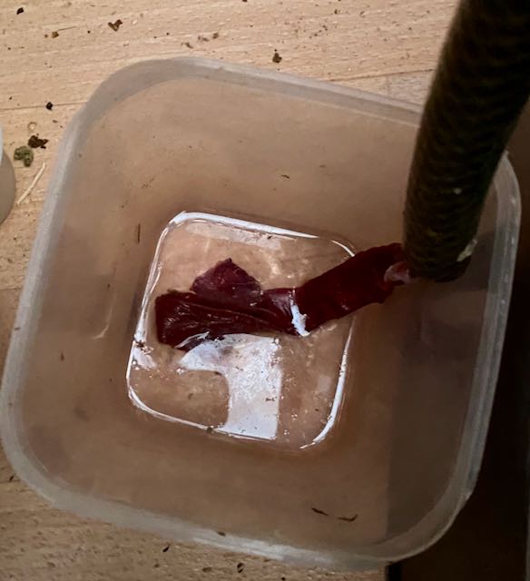 La condensation est captée dans un récipient, l'eau est utilisée pour arroser l'aloe vera toute proche